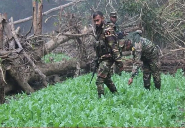 বান্দরবানে ৪ একর পপি ক্ষেতের সন্ধান পেল সেনা সদস্যরা 