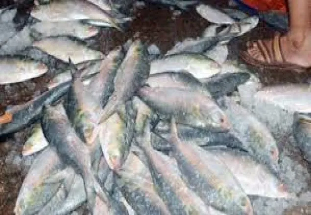 শীতেও মেঘনায় ধরা পড়ছে প্রচুর ইলিশ