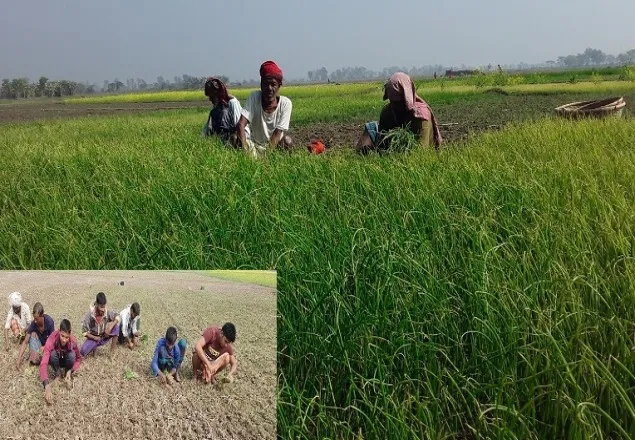  মাগুরায় পেঁয়াজের বাম্পার ফলন-কৃষকের মুখে হাসি