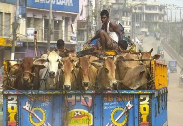 মাগুরার শ্রীপুরে চুরি ঠেকাতে রাতে গরু পরিবহনে নিষেধাজ্ঞা!