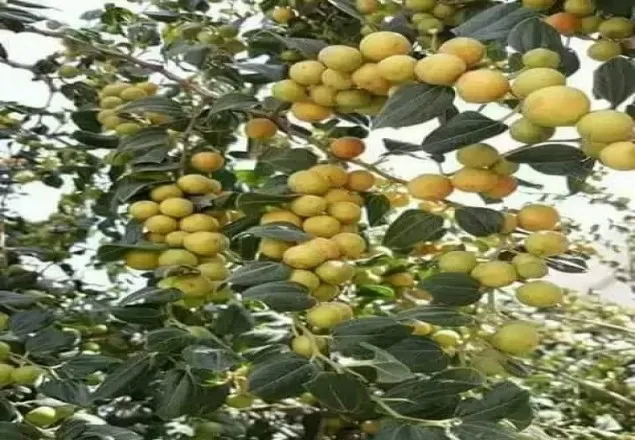 স্বাস্থ্যের জন্যও বেশ উপকারি বরই