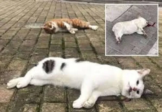 ভাইরাসের আতঙ্কে চীনে কুকুর-বিড়াল হত্যার হিড়িক