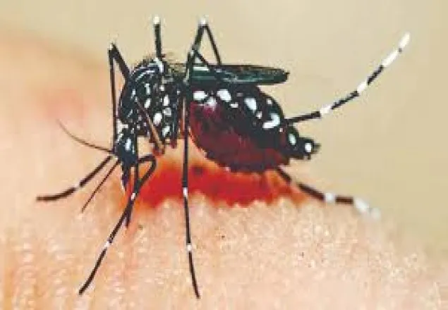 প্রায় ৪০ শতাংশ মানুষ ডেঙ্গুর ঝুঁকিতে