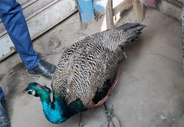 ভারতীয় ময়ূর উদ্ধার