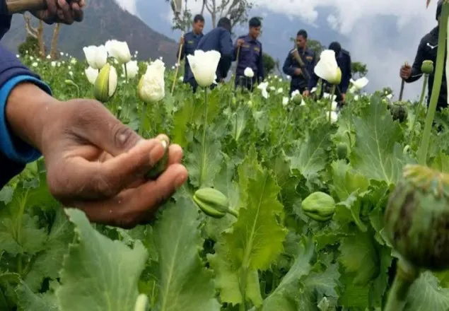 এবার ১৫ বিঘার আফিম ক্ষেত ধ্বংস