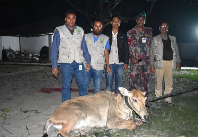 পদ্মার পাড় থেকে রহস্যময় নীলগাই উদ্ধার