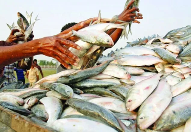 ইলিশ আহরণে শীর্ষে বাংলাদেশ