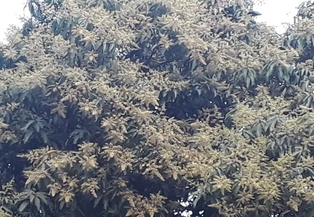 মৌ মৌ করছে চারিদিক, গাছে গাছে ফুটছে আমের মুকুল!