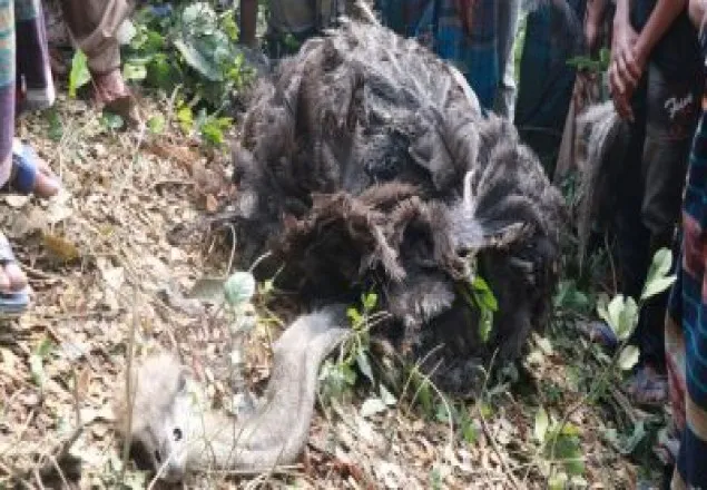 মাগুরায় রাস্তার পাশে পড়েছিল মৃত উটপাখি!