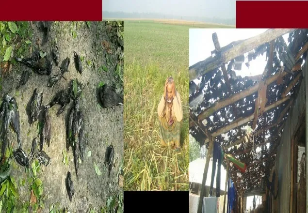মাগুরায় শিলাবৃষ্টি ও ঝড়ে ফসলি জমিসহ প্রায় ২ কোটি টাকার ব্যাপক ক্ষতি
