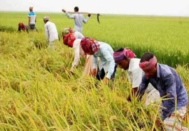 বন্যার আশঙ্কায় হাওরে দ্রুত ধান কাটতে বিজ্ঞপ্তি 