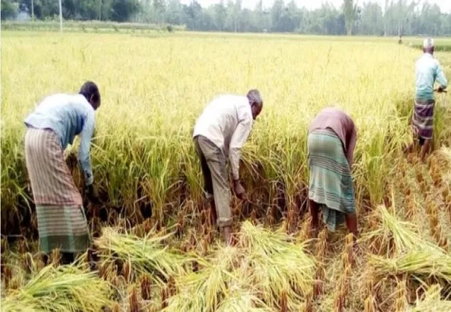 ধানকাটা শ্রমিকদের স্বাস্থ্য পরীক্ষা নিশ্চিতের নির্দেশ: খাদ্যমন্ত্রী