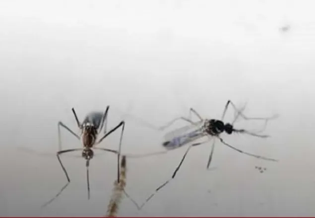 মশার লার্ভা পেলেই বাড়িমালিককে জরিমানা: স্থানীয় সরকারমন্ত্রী