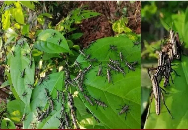 টেকনাফের পোকাগুলো ‘মরুভূমির পঙ্গপাল’ নয়: কৃষি মন্ত্রণালয়