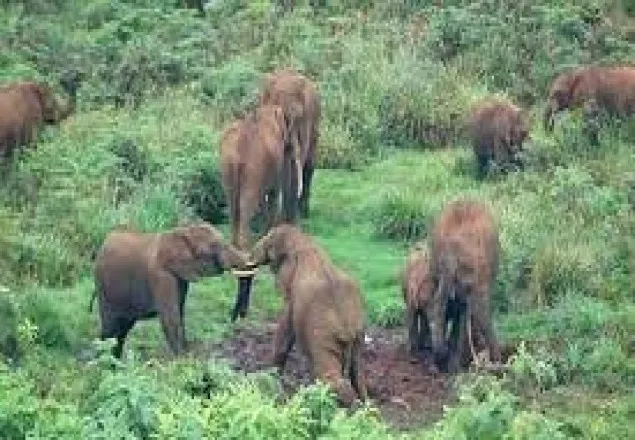 জামালপুরে ভারতীয় বন্য হাতির আক্রমণে কৃষক নিহত