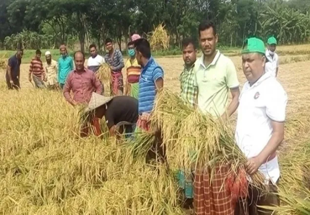 কালীগঞ্জে ফের গরীব কৃষকের ধান কাটলো যুবদল