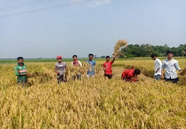 বাঁচাও কৃষক বাঁচাও দেশ, খালেদা জিয়ার নির্দেশ, এ স্লোগান সামনে রেখে ধান কাটলেন ঝিনাইদহ ছাত্রদল