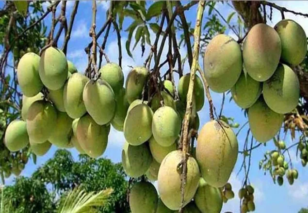 রাজশাহীতে আজ থেকে আম পাড়া শুরু