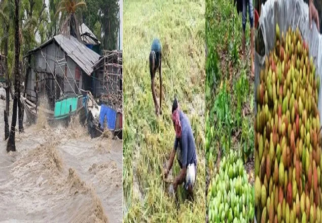 ঘূর্ণিঝড় আম্পানের তাণ্ডবে ব্যাপক ক্ষতি, কৃষকের কপালে দুশ্চিন্তার ভাঁজ