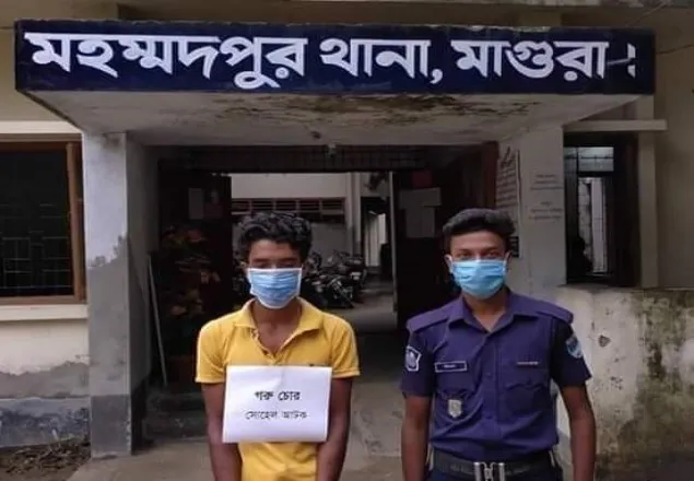 মাগুরার মহম্মদপুরে গরুচোর গ্রেপ্তার