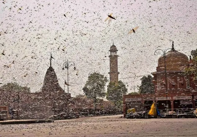 ভারতে পঙ্গপাল তাড়াতে ড্রোন