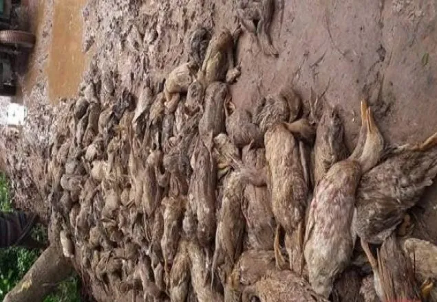 নাটোরে ট্রাক উল্টে ৭’শ হাঁসের মৃত্যু