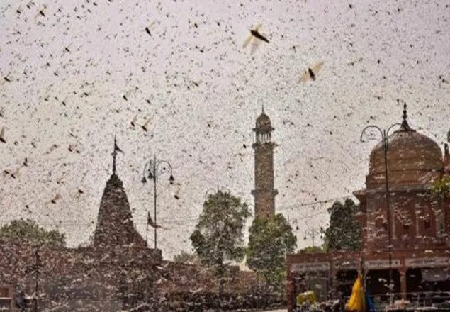 এবার ঝাড়খণ্ড ও উড়িষ্যা রাজ্যে ঢুকছে পঙ্গপাল, সতর্কতা জারি 