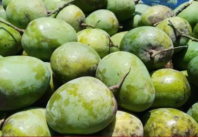 বিনা ভাড়ায় রাজশাহীর আম পরিবহন করবে ডাকঘর: মোস্তাফা জব্বার