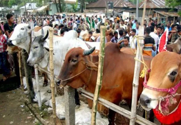রাজধানীর যেসব স্থানে বসবে কোরবানি পশুর হাট