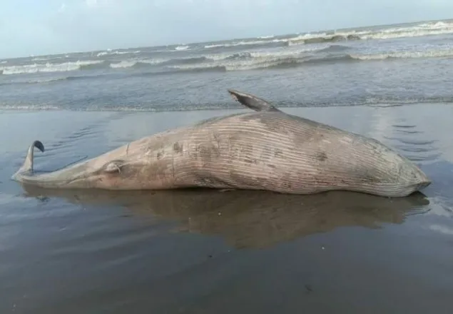 সৈকতে আবার মৃত ডলফিন