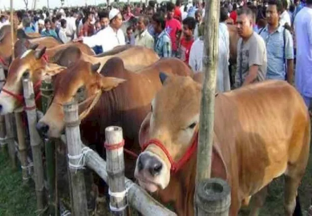 সামাজিক দূরত্ব মেনেই বসবে কোরবানির পশুর হাট
