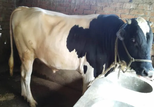 ‘মেসি’কে পালতে প্রতি মাসে খরচ ৬ থেকে ৮ হাজার টাকা