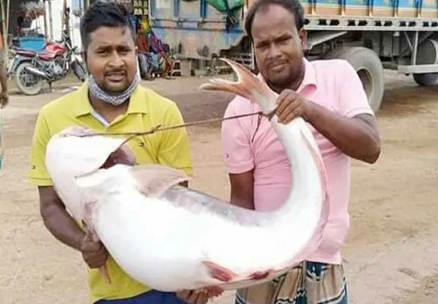 এক পাঙাশের দাম ৩৮ হাজার টাকা