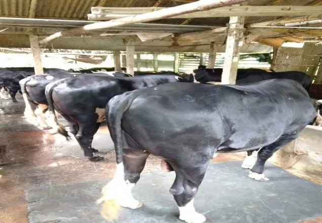 করোনা কারণে মাগুরার গরুর খামারীরা চরম বিপাকে