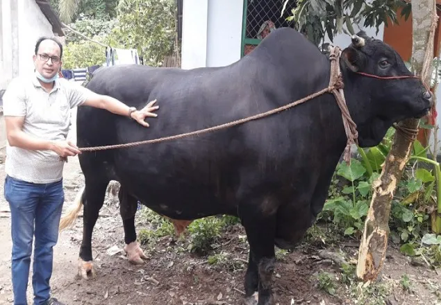 ৫০ মণের ষাঁড় ‘যুবরাজ’, দাম ৩০ লাখ!