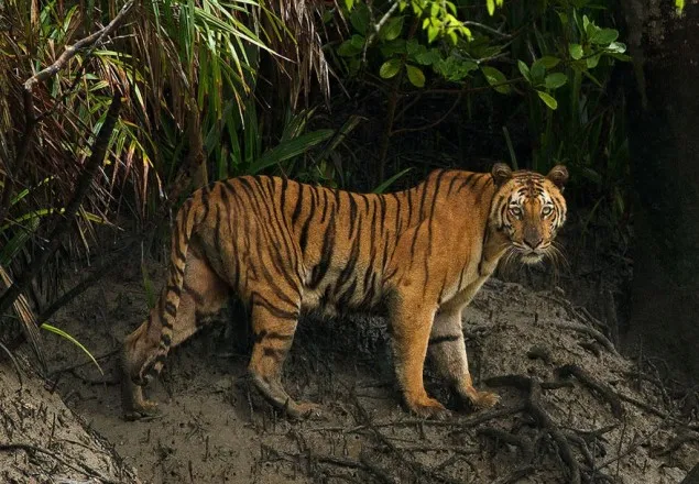 সুন্দরবনে ২০ বছরে মারা গেছে ৩৮ বাঘ