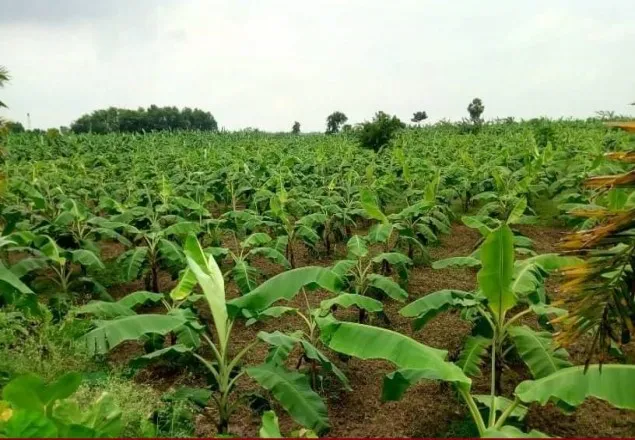মাগুরায় ৩৫ কোটি টাকার কলার ফলন আশা করছে চাষিরা
