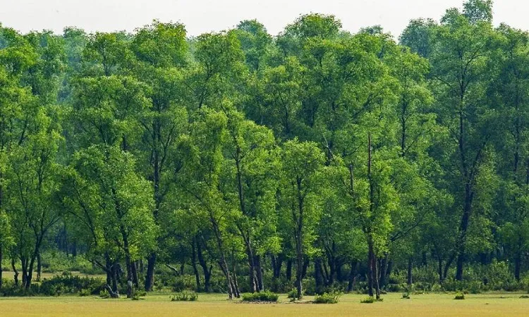 Forests cover 14.10% lands in country: Minister