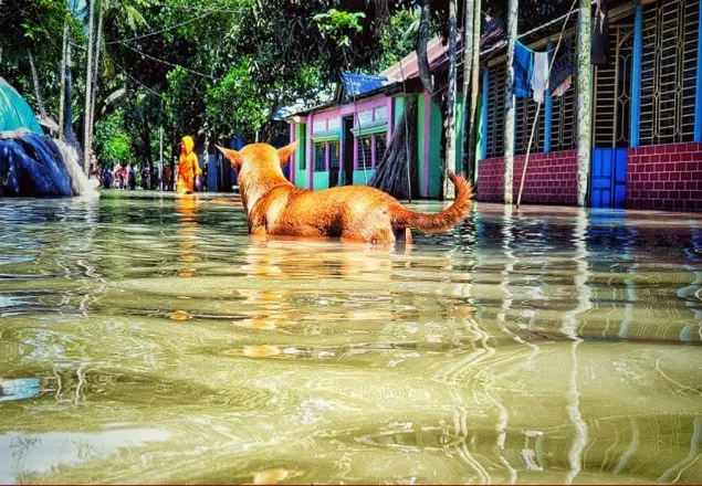 বন্যায় ৩৪৯ কোটি টাকার ফসলের ক্ষতি