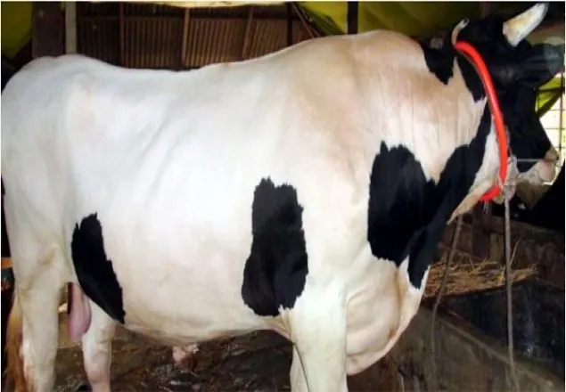 ৩৬ মণ ওজনের ‘বড় সাহেব’, দাম ১০ লাখ
