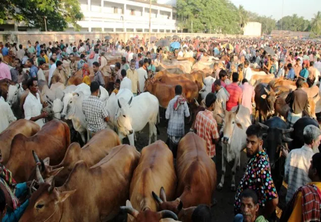  পশুর হাটে কোনো প্রকার হকার নয়: ডিএমপি