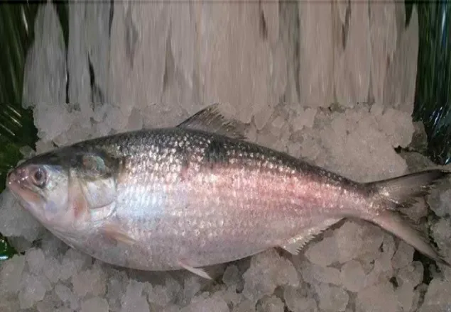 মনপুরায় ধরা পড়ল ৩ কেজি ওজনের রাজা ইলিশ