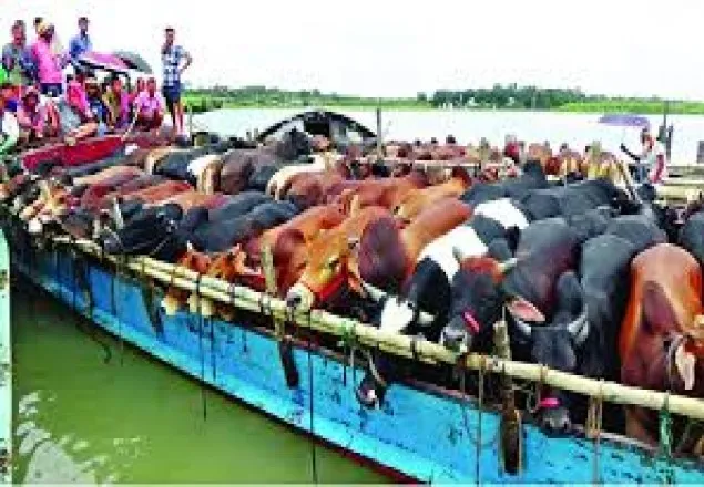 যমুনায় ৫০টি কোরবানির গরু নিয়ে ট্রলার ডুবি