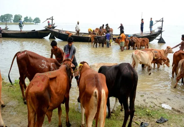 চাঁপাইনবাবগঞ্জ সীমান্ত দিয়ে আসছে ভারতীয় গরু