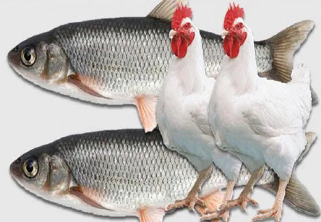 দাম কমলো মুরগি ও মাছের