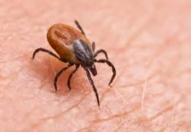 চীনে ফের নতুন ভাইরাসের হানায় সাতজনের মৃত্যু