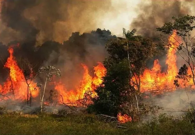 আমাজনে আরো ভয়াবহ দাবানলের মৌসুম এখন
