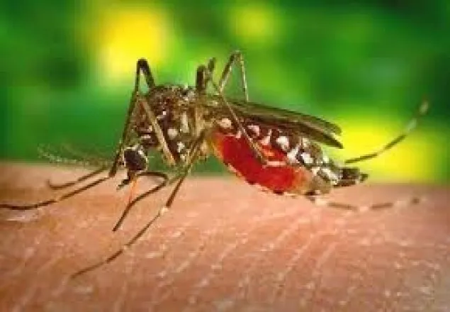 এক সপ্তাহে ডেঙ্গু আক্রান্ত ২০ জন