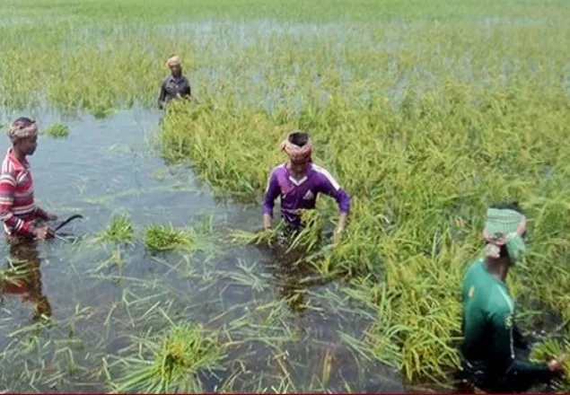 এবার বন্যায় ১,৩২৩ কোটি টাকার ফসল নষ্ট: কৃষিমন্ত্রী