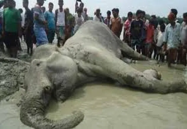 চট্টগ্রাম অঞ্চলে ১৯ বছরে ৮৪ হাতির মৃত্যুর তদন্ত চেয়ে রিট